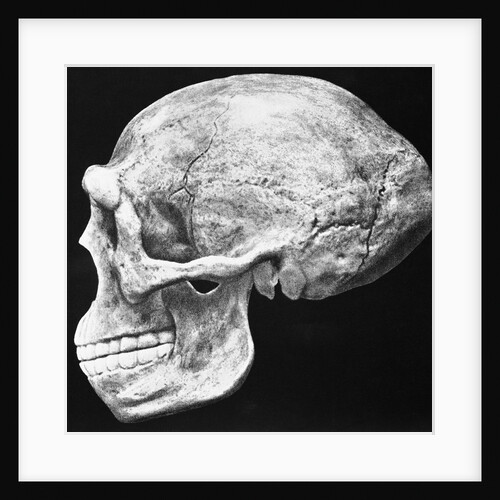 Reconstructed Skull of Prehistoric Man by Anonymous