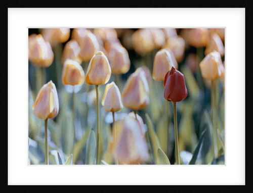 Tulips by Anonymous
