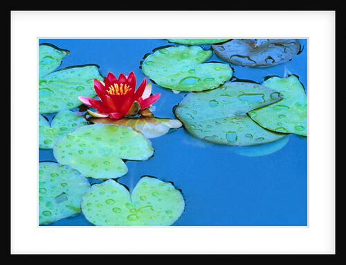 Lily Pads and Flower Blossom by Anonymous