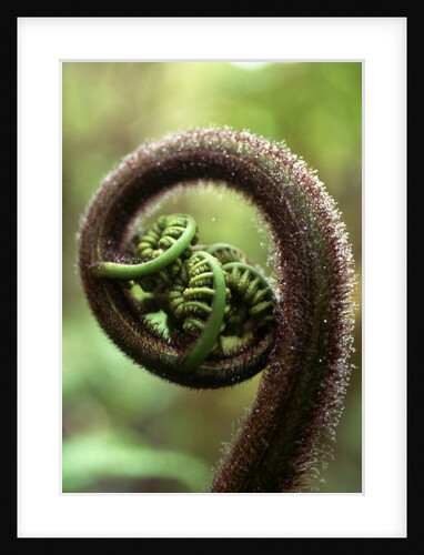 Detail of Sprouting Fern Fiddlehead by Anonymous