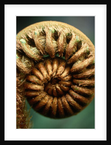 Close-up of Fern Fiddlehead by Anonymous