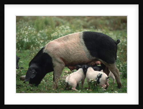 Angeln Saddleback Sow and Piglets by Anonymous