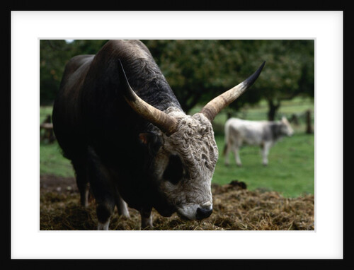 Grey Steppe Bull by Anonymous