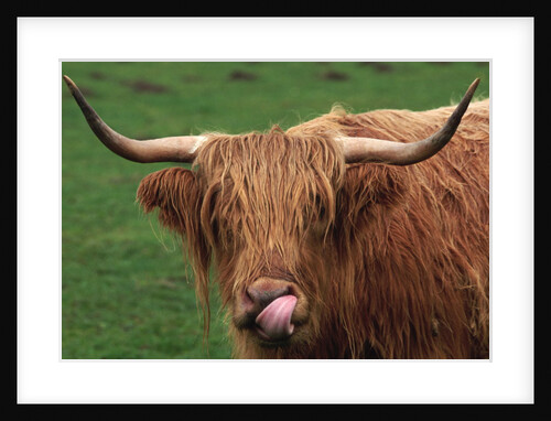 Head of Highland Cow by Anonymous