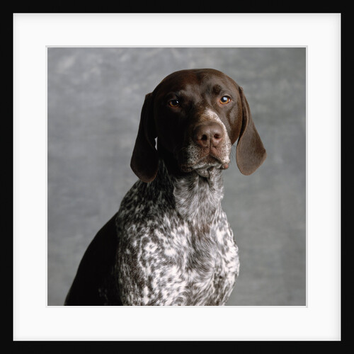 German Pointer by Anonymous