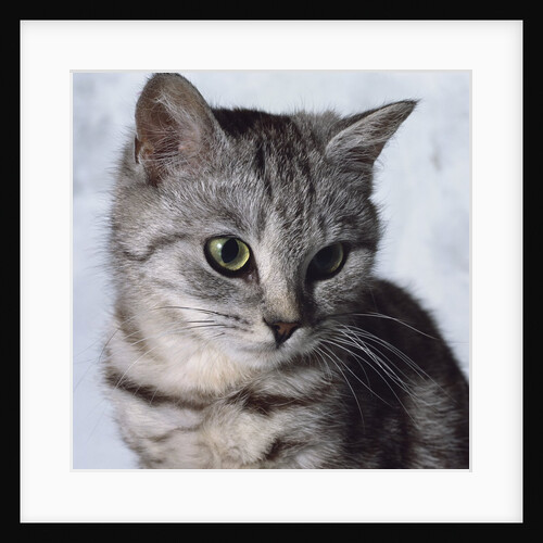 Grey Tabby Kitten by Anonymous