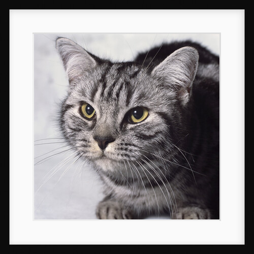 Grey Tabby Cat by Anonymous