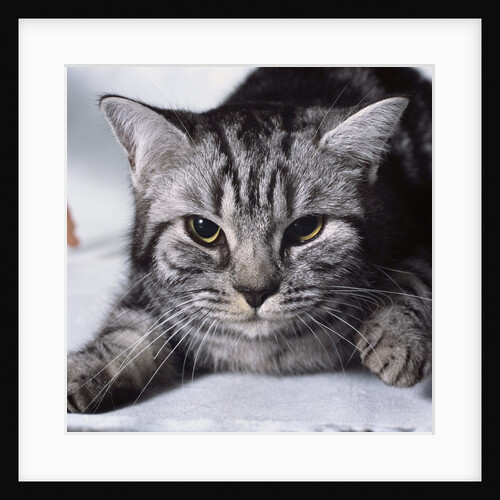 Grey Tabby Cat Lying Down by Anonymous