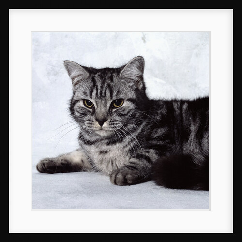 Grey Tabby Cat Lying Down by Anonymous