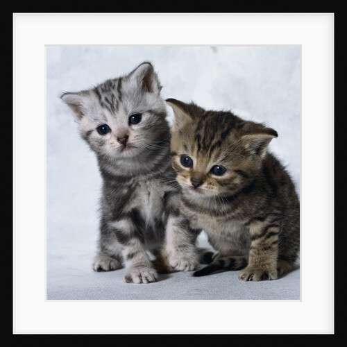 Two Tabby Kittens by Anonymous