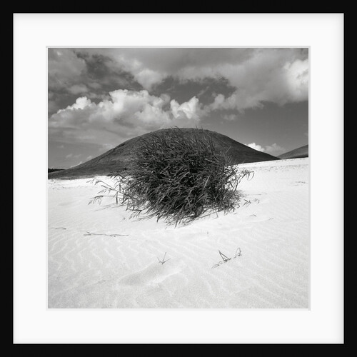 Hills Behind Cluster of Beach Grass by Anonymous