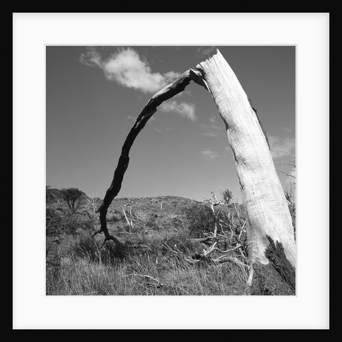 Fallen Branch of a Dead Tree by Anonymous