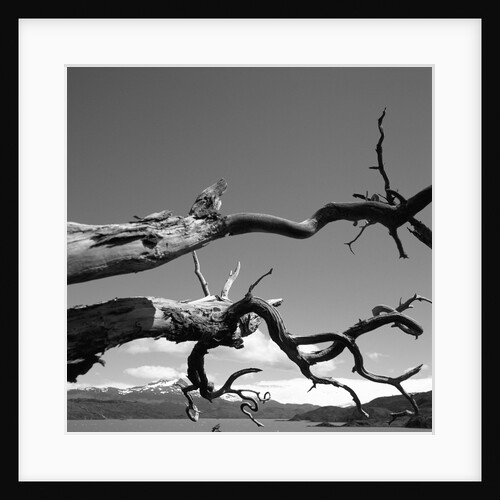 Dead Branches with Lake and Mountains by Anonymous