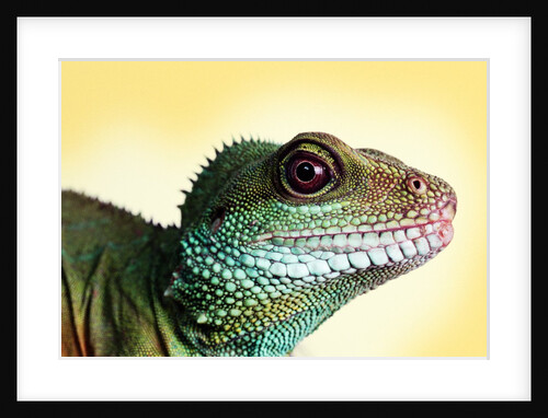 Green Water Dragon by Anonymous