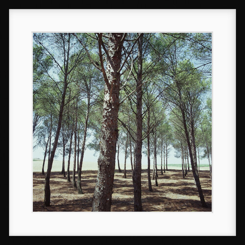 Coniferous Forest by Anonymous