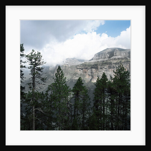 Coniferous Forest Beside a Large Canyon by Anonymous