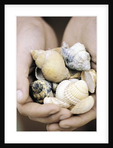 Hands Holding Seashells by Anonymous