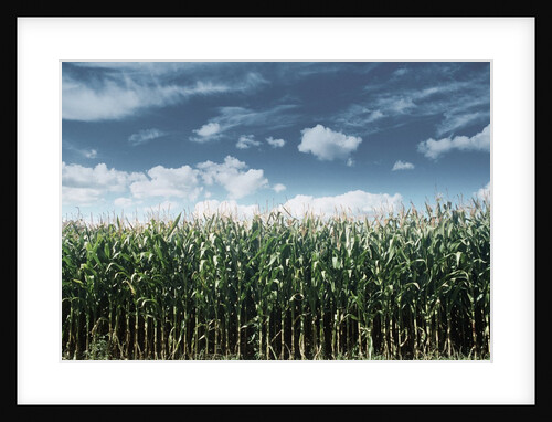 Field of Corn Plants by Anonymous