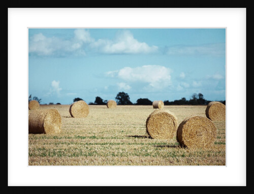 Bales of Hay in a Field by Anonymous