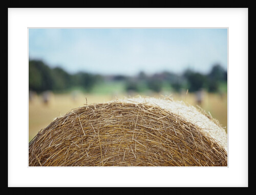 Top of Bale of Hay by Anonymous