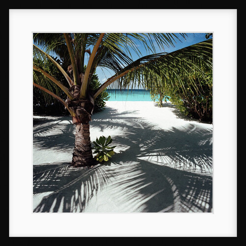 Palm Tree on Sandy Beach by Anonymous