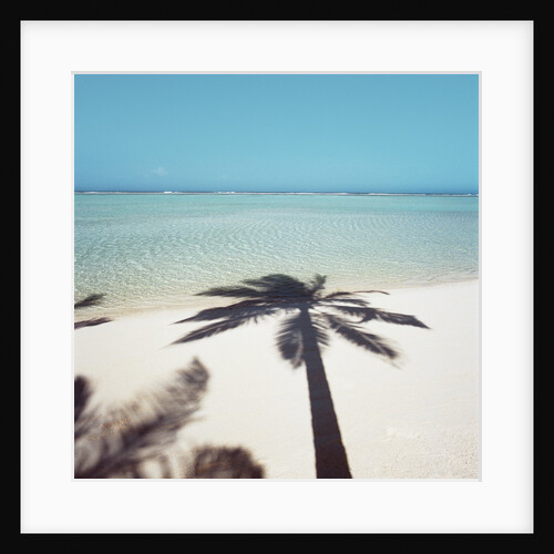 Shadow of Palm Tree on a Beach by Anonymous