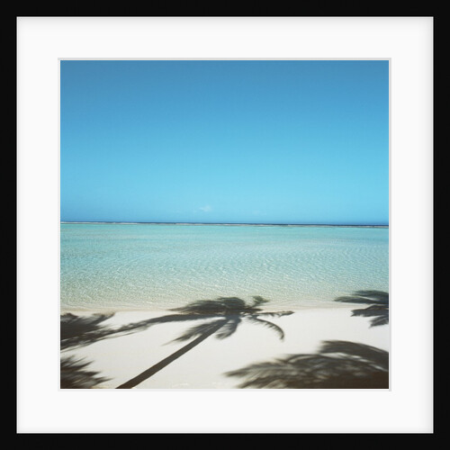 Shadows of Palm Trees on Beach by Anonymous