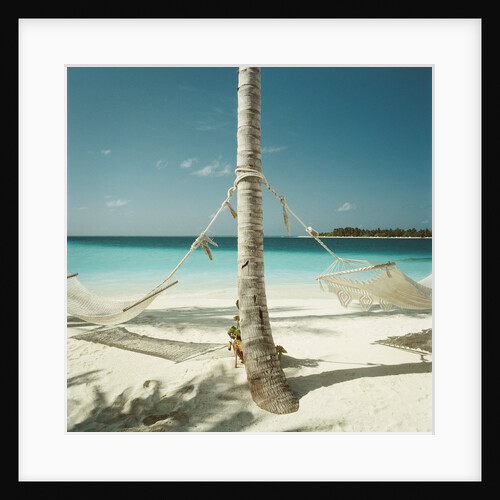 Hammocks Tied to a Palm Tree by Anonymous