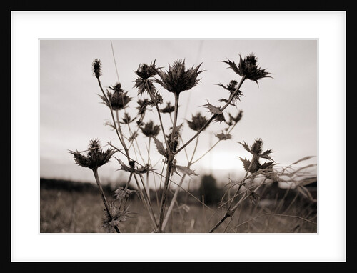 Thistle by Anonymous