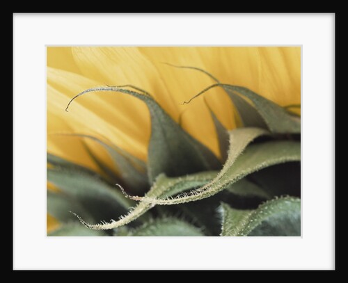 Sunflower Detail by Anonymous