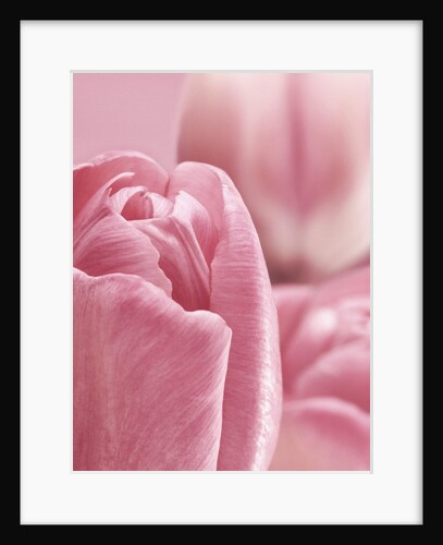 Bunch of Pink Tulips by Anonymous