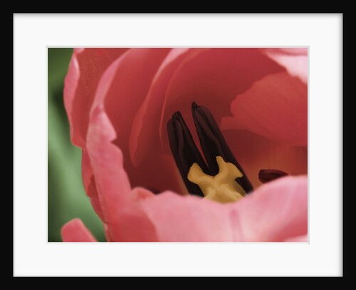Peering Inside Tulip by Anonymous
