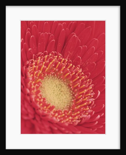Gerbera Daisy by Anonymous