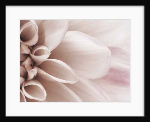 Blooming Dahlia Flower by Anonymous