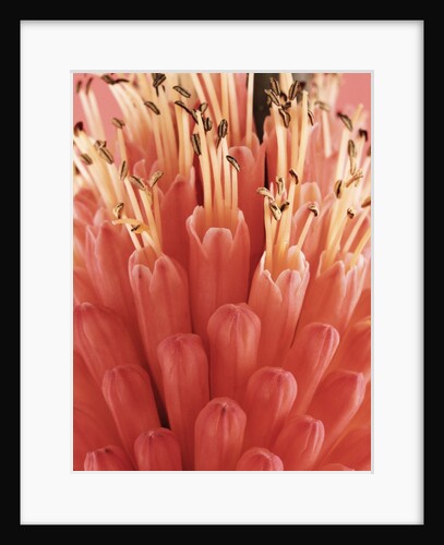 Blooming Allium by Anonymous