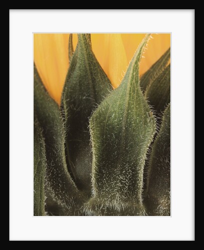 Sunflower Detail by Anonymous