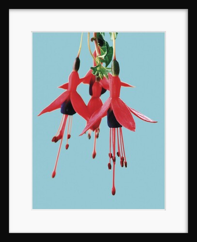 Fuchsia Flowers Blooming by Anonymous
