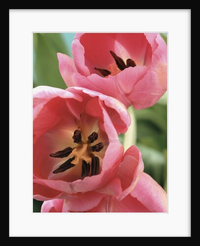 Blooming Tulips by Anonymous