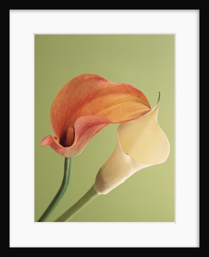 Blooming Lilies by Anonymous