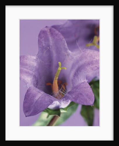 Blooming Delphinium by Anonymous