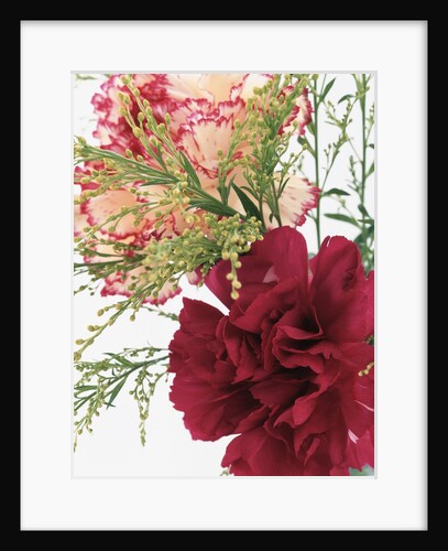 Blooming Carnations by Anonymous