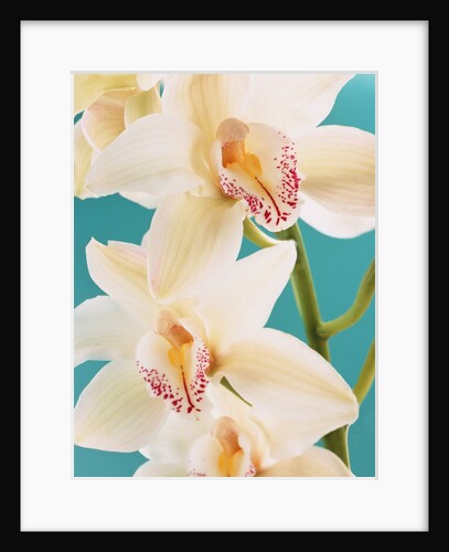 Blooming White Orchids by Anonymous