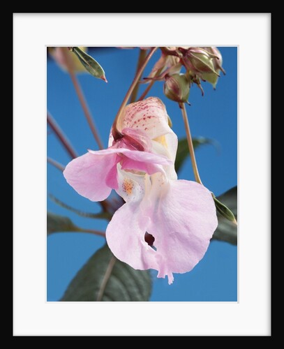 Pink Orchid by Anonymous