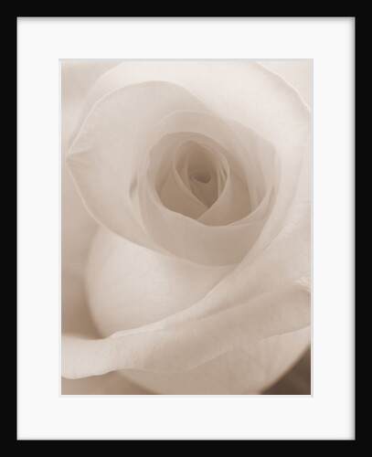 Blooming White Rose by Anonymous