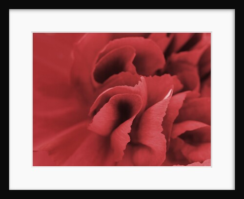 carnation detail by Anonymous