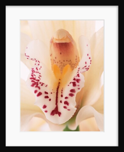 Blooming Orchid by Anonymous