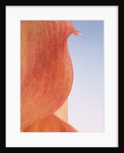 Lily Petal by Anonymous