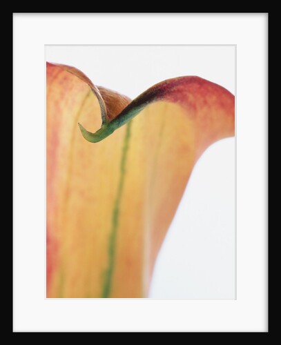 Lily Petal by Anonymous