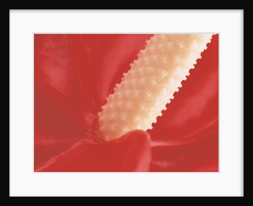 Stamen of a Flamingo Lily by Anonymous