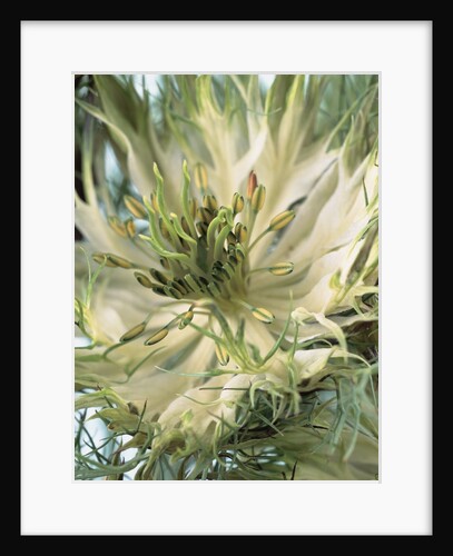 Blooming Love-In-a-Mist by Anonymous